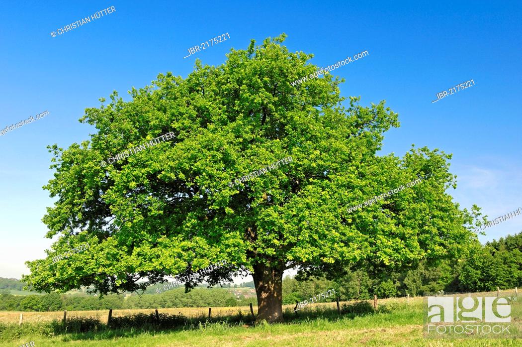 Stock Photo: Pedunculate Oak, North Rhine-Westphalia, Germany / (Quercus robur, Quercus pedunculata) / Common Oak, European Oak, English Oak.