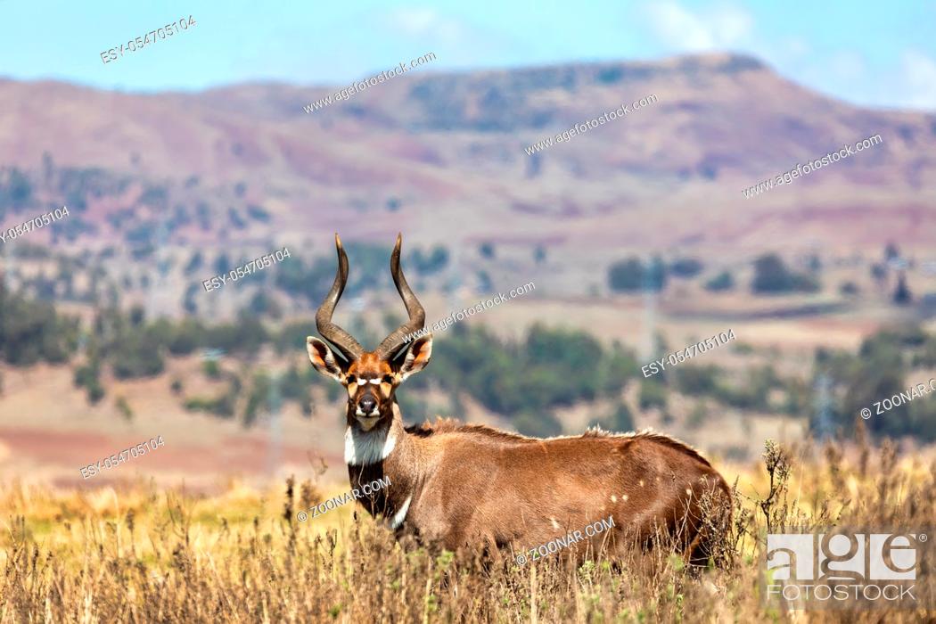 Stock Photo: majestic male of endemic very rare Mountain nyala, Tragelaphus buxtoni, big antelope in Bale mountain National Park, Ethiopia, Africa wildlife.