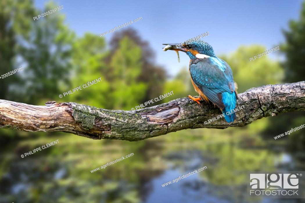 Stock Photo: Common kingfisher (Alcedo atthis) female with caught ninespine stickleback (Pungitius pungitius) fish in beak perched on branch over water of pond.