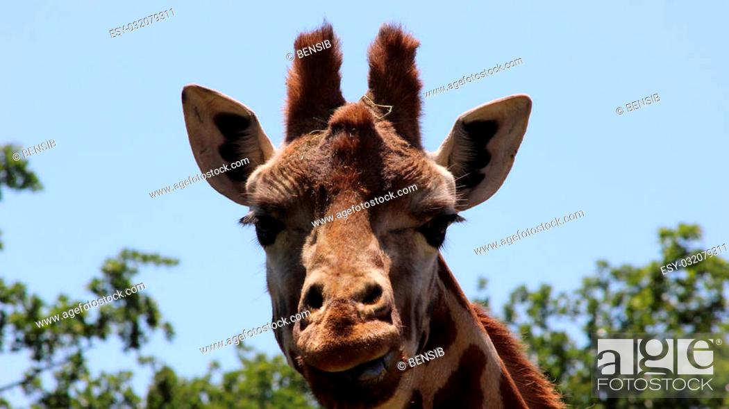 Giraffe head with funny face. Safari de Peaugres in Ardeche, France, Stock  Photo, Picture And Low Budget Royalty Free Image. Pic. ESY-032079311 |  agefotostock