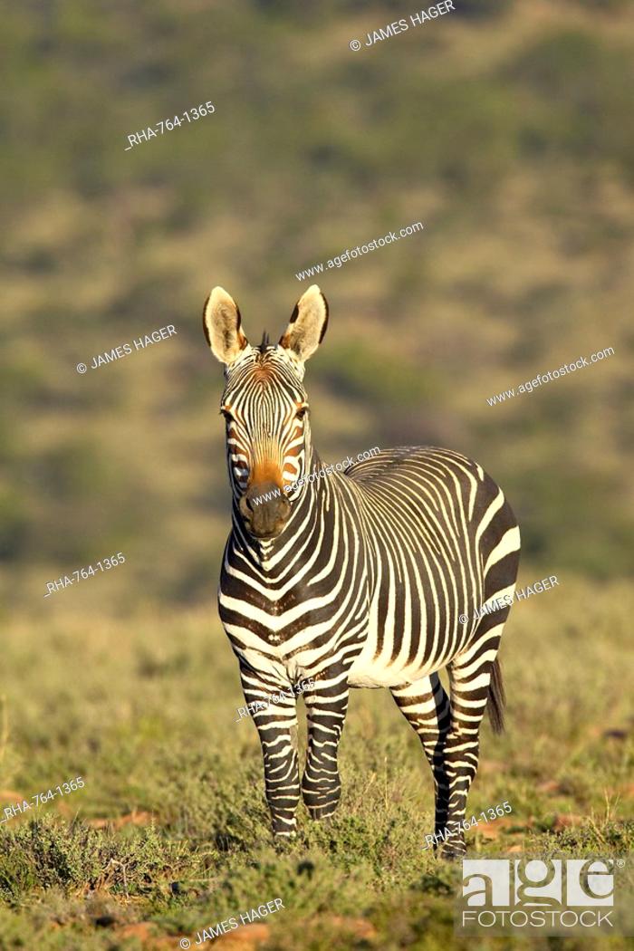 Cape mountain zebra Equus zebra zebra, Mountain Zebra National Park, South  Africa, Africa, Stock Photo, Picture And Rights Managed Image. Pic.  RHA-764-1365 | agefotostock