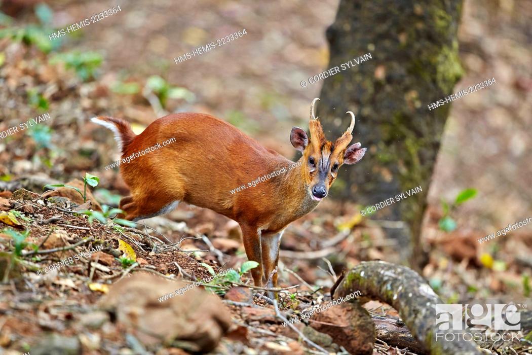 Imagen: India, Tamil Nadu state, Anaimalai Mountain Range (Nilgiri hills), Indian muntjac (Muntiacus muntjak), or Red muntjac, [Common muntjac or Barking deer.