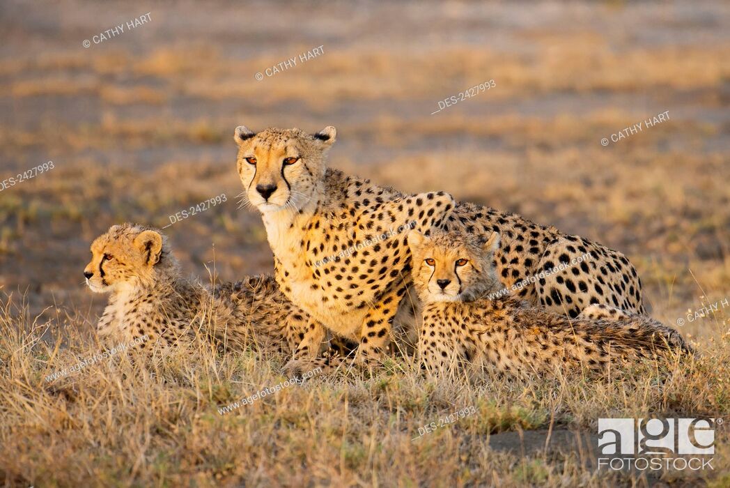 Stock Photo: A cheetah laying with her young; Tanzania.