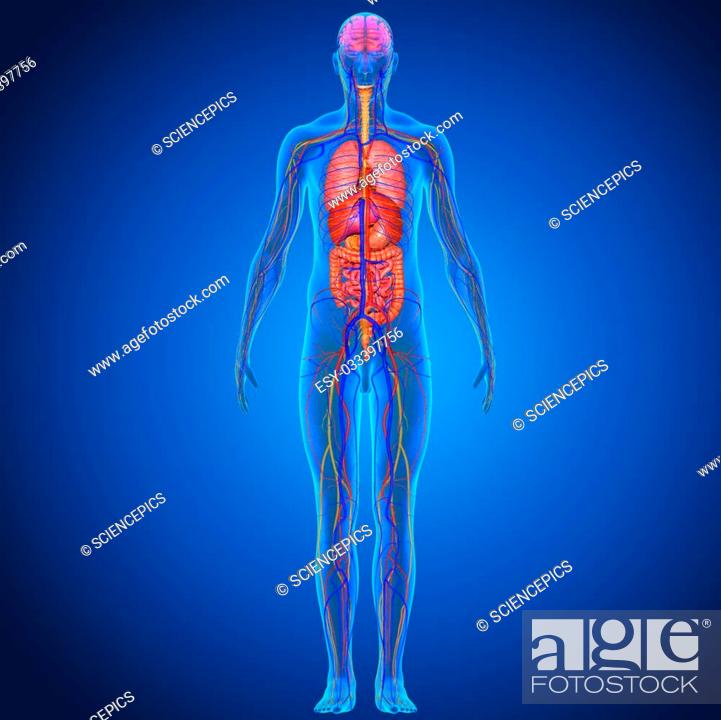 Anatomy is the study of the structure of animals and their parts, Stock  Photo, Picture And Low Budget Royalty Free Image. Pic. ESY-033397756 |  agefotostock