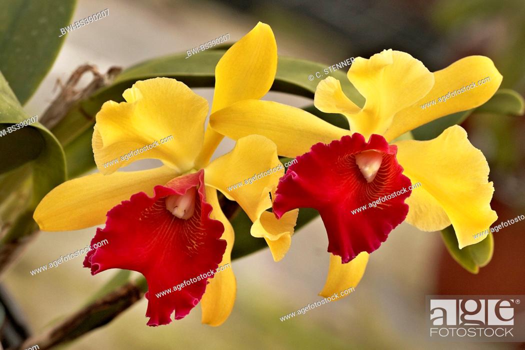Stock Photo: Cattleya orchid (Cattleya Derna 'Anderson', Cattleya Derna 'Anderson'), flowers.