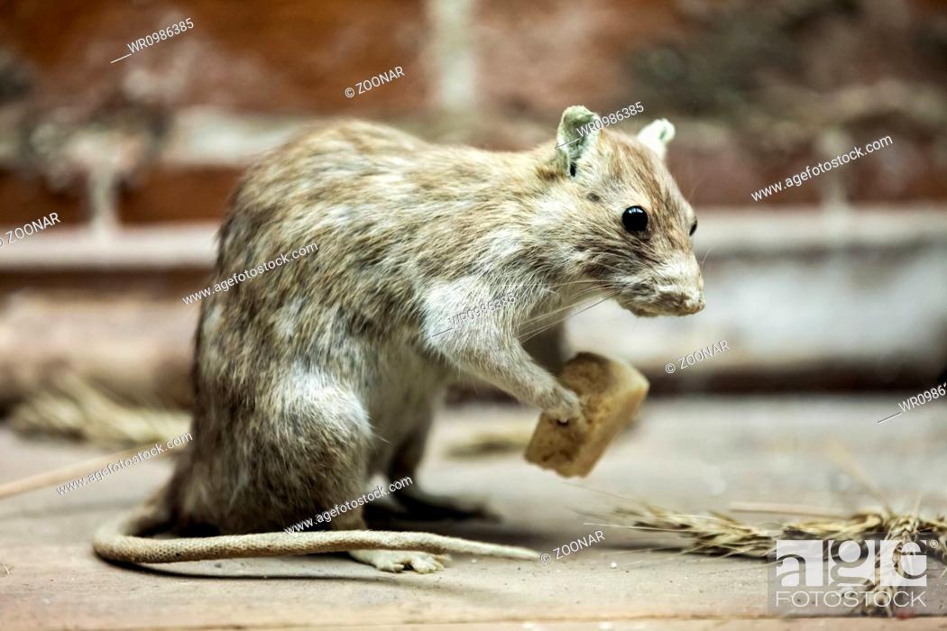 Rat animal eating bread food, Stock Photo, Picture And Royalty Free Image.  Pic. WR0986385 | agefotostock