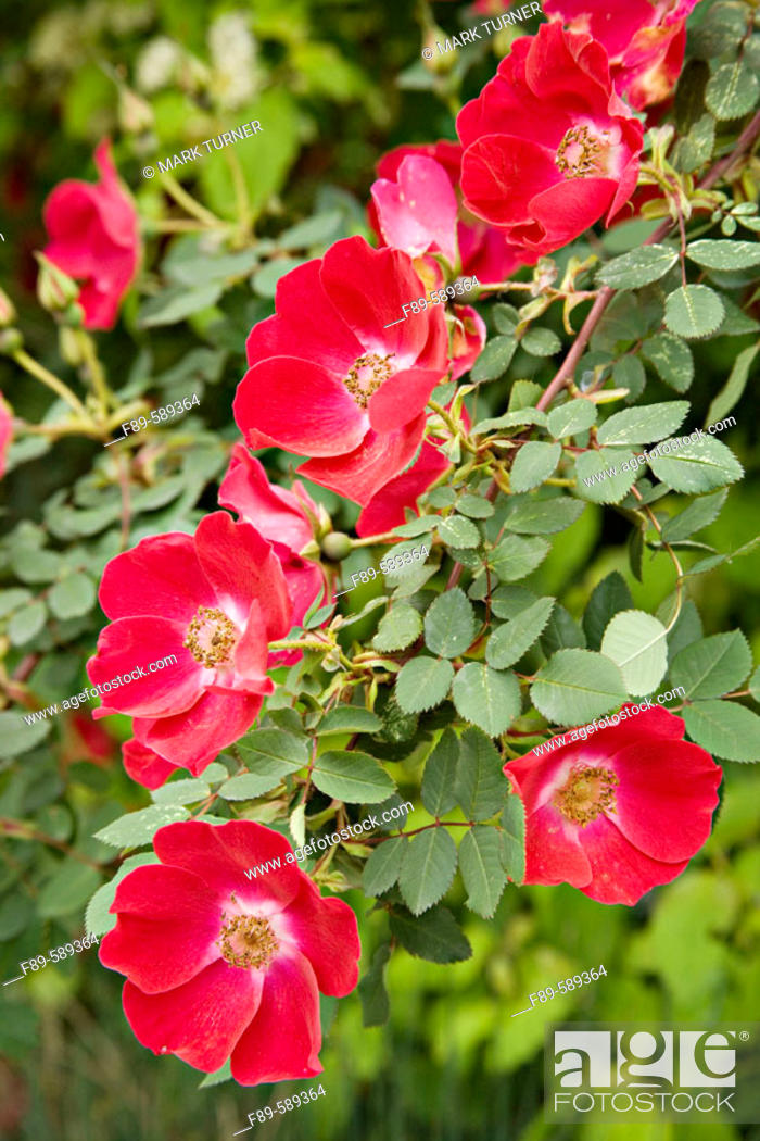 Stock Photo: 'Dortmund' Rose blossoms & foliage detail (Rosa 'Dortmund'). Bellevue Botanical Garden, Washington. USA.