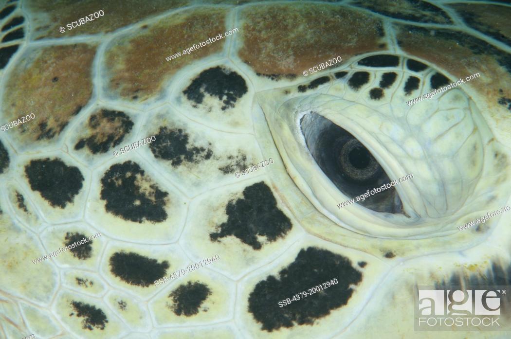Stock Photo: Green sea turtle, Chelonia mydas, Close up of face, Kapalai, Sabah, Borneo, Malaysia.
