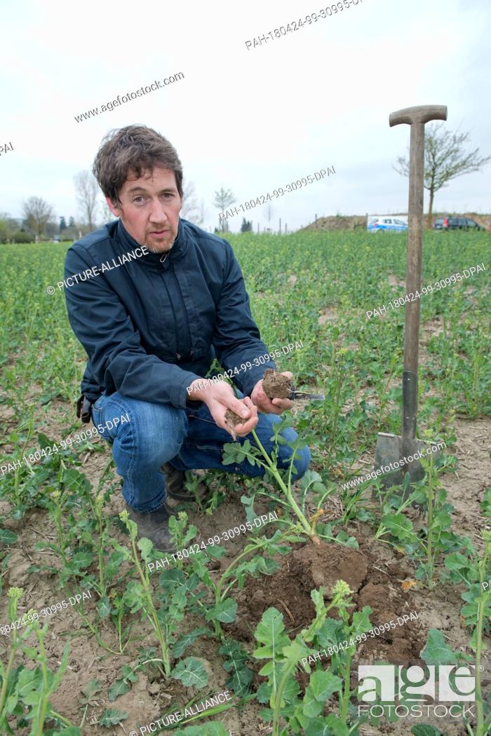 Stock Photo: 24 April 2018,  Germany, Alt-Negentin: Farmer Christian Ringenberg inspecting a plant on a rape field in case of pollen beetles.