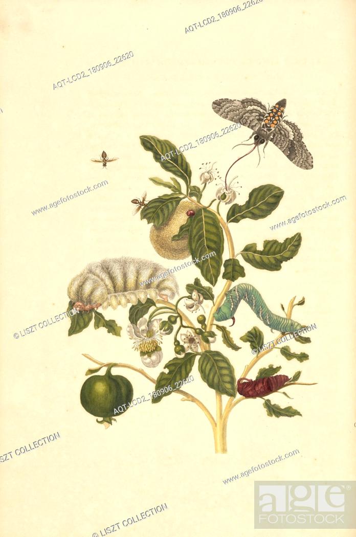 Stock Photo: Guava (Psidium guineense) with hairy larva species of Podalia or Megalopyge, and larva and pupa of tobacco hawk moth (Manduca sexta).