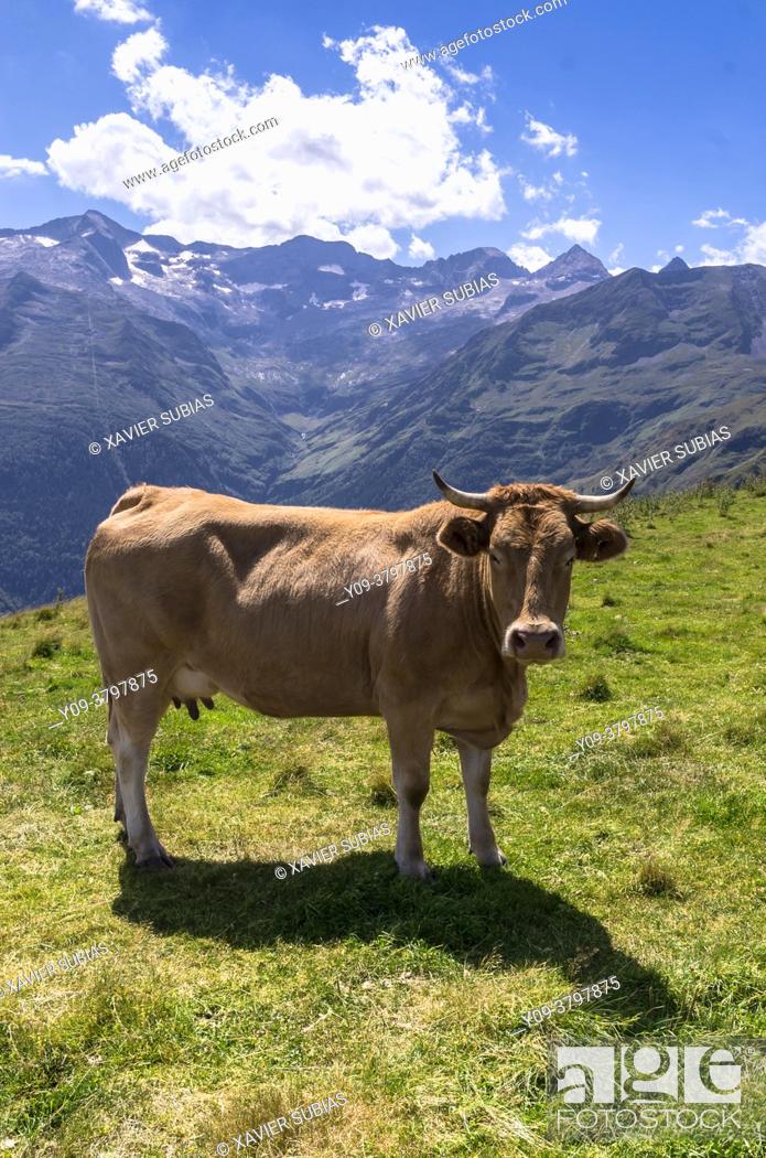Stock Photo: Cow, Superbagnères, Bagnères-de-Luchon, Pyrenean, Haute-Garonne department, Occitanie, France.