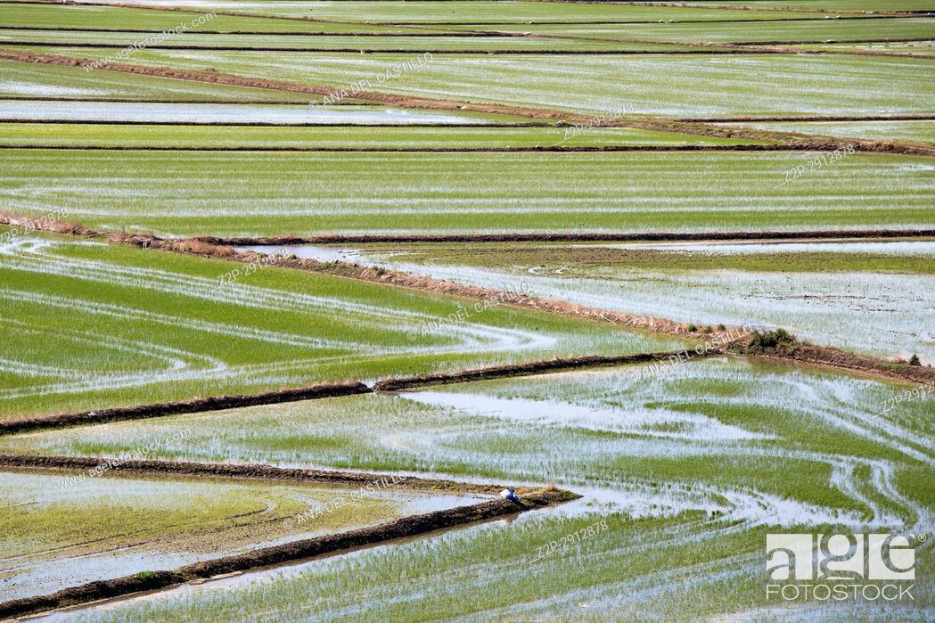 Imagen: Rice fields in Cullera Valencia Spain.