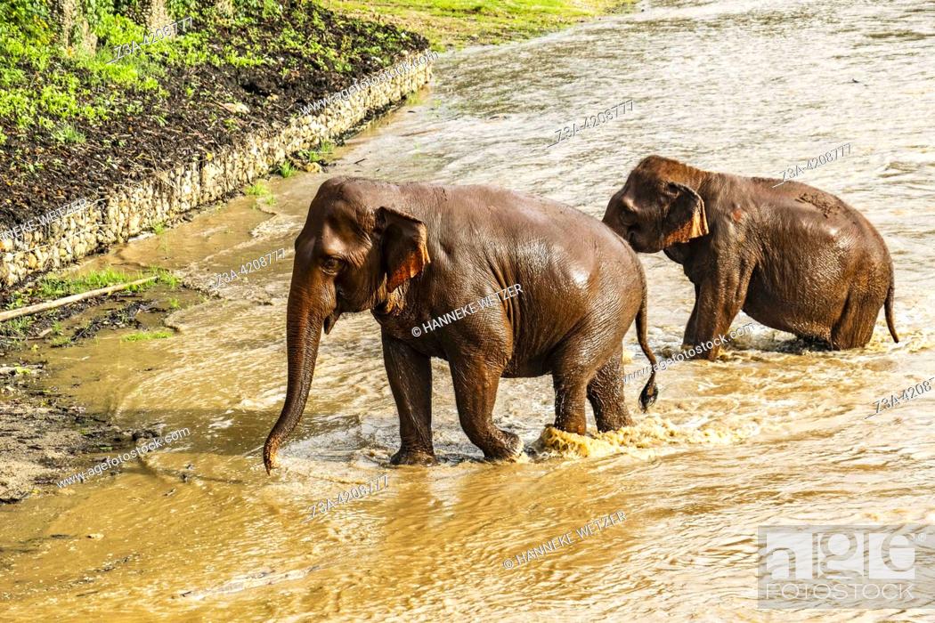 Stock Photo: Elephant walking out of the river at the Elephant Nature Park, a sanctuary and rescue centre for elephants in Mae Taeng District, Chiang Mai Province.