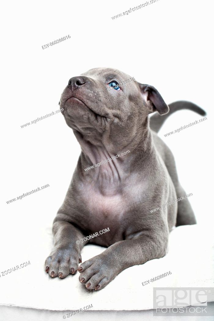 Stock Photo: One month old thai ridgeback puppy dog lying on pillow and looking up Isolated on white. Copy space.