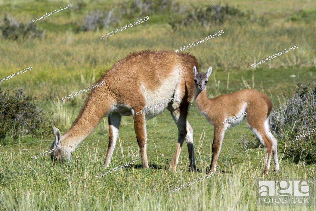 Stock Photo: A mother guanaco (Lama guanicoe) with a baby (chulengo) in Torres del Paine National Park in southern Chile.