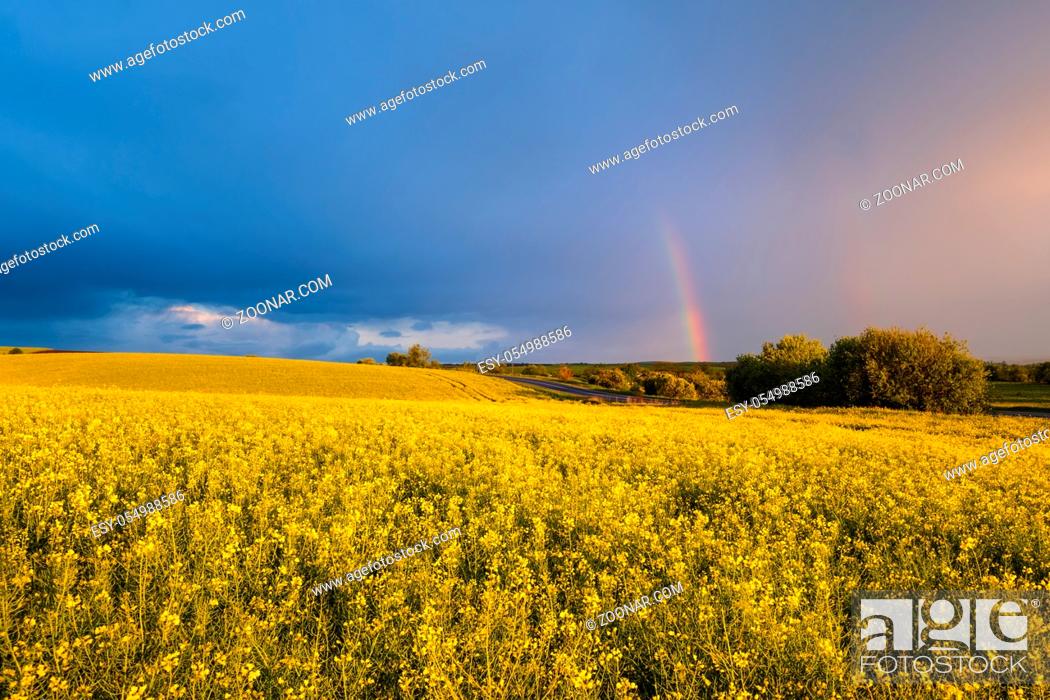 Imagen: Spring rapeseed yellow fields after rain, cloudy pre sunset evening sky with colorful rainbow, rural hills. Natural seasonal, weather, climate.
