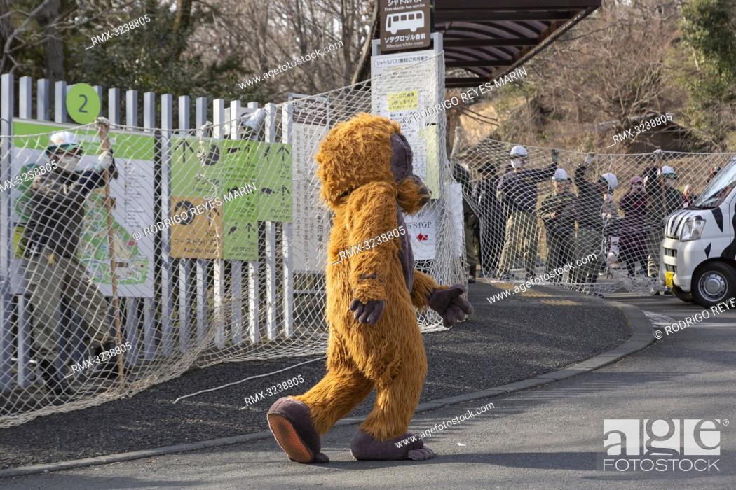 Stock Photo: February 22, 2019, Tokyo, Japan - A zookeeper wearing orangutan costume tries to escape while zookeepers hold up a net in an attempt to capture it during an.