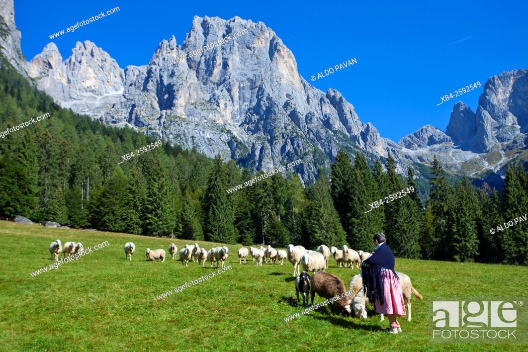 Stock Photo: Herd of goats, Canali valley, Tonadico, Italy.