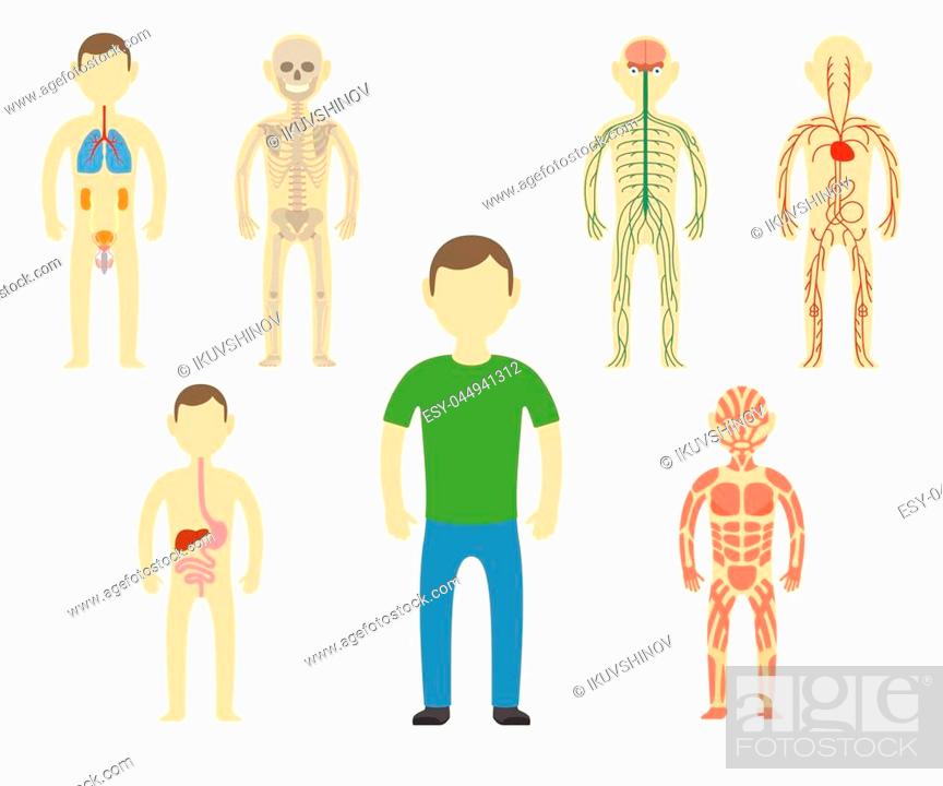 Cartoon man body anatomy. All body systems - Urogenital, Respiratory,  Nervous, Circulatory, Skeleton, Stock Vector, Vector And Low Budget Royalty  Free Image. Pic. ESY-044941312 | agefotostock