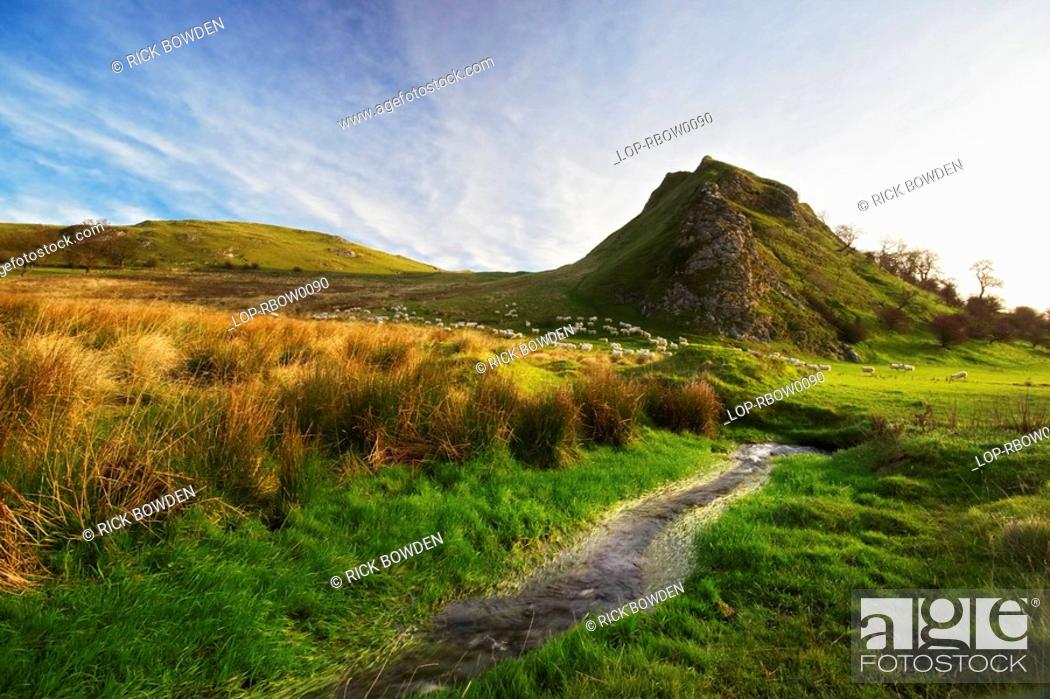 Stock Photo: England, Derbyshire, Parkhouse Hil, Sheep at the foot of Parkhouse Hill in the Peak District National Park.