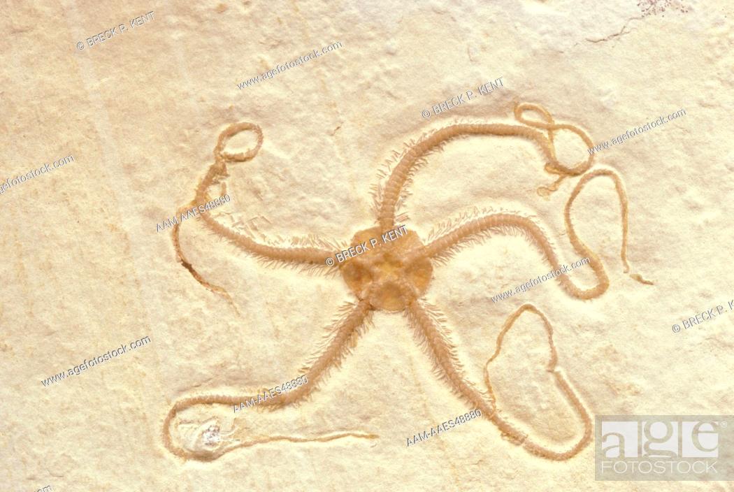 Stock Photo: Fossil Brittlestar (Ophipetra sp.) Jurassic Period, Weinheim, Germany, Kent Collection.