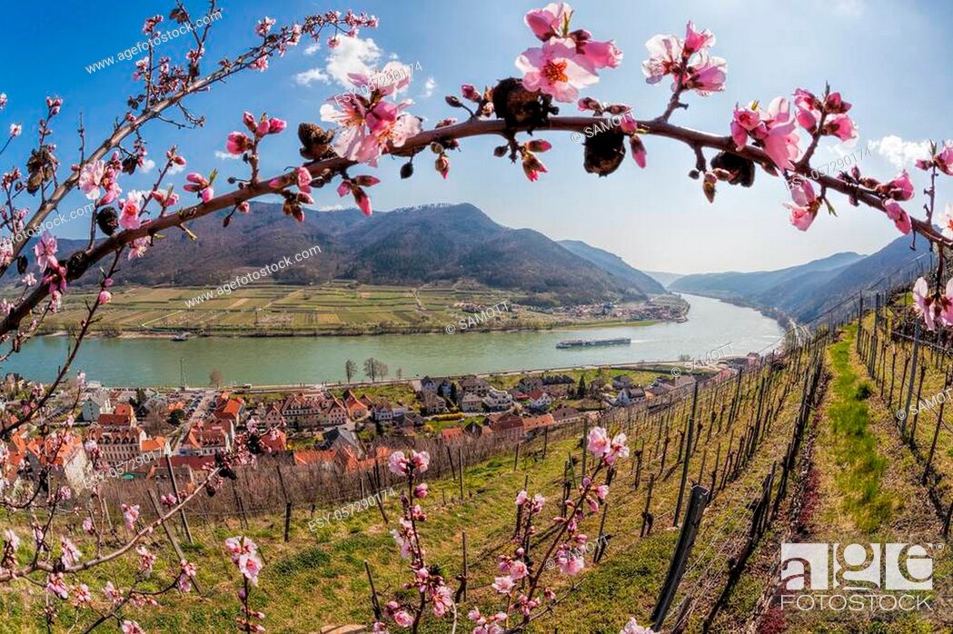Stock Photo: Spring time in Wachau, Spitz village with boat on Danube river, Austria.