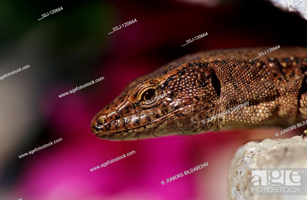 Stock Photo: Madeiran wall lizard / Podarcis dugesii / Teira dugesii.