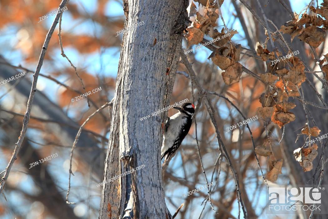 Stock Photo: Hairy Woodpecker Bosque del Apache Wildlife Reserve New Mexico USA.