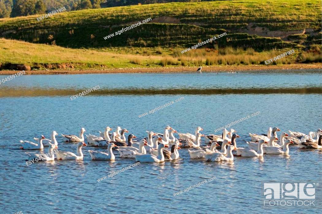 Stock Photo: A flock of white Domestic Geese swimming in lake in afternoon, Tasmania, Australia. Domesticated grey goose are poultry used for meat, eggs.