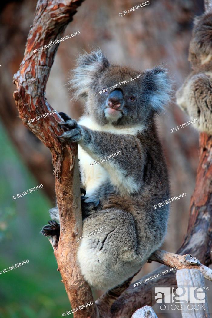 Koala, Phascolarctos cinereus, Australia, marsupial, arboreal, herbivorous,  animal, mammal, Stock Photo, Picture And Rights Managed Image. Pic.  H44-10906071 | agefotostock