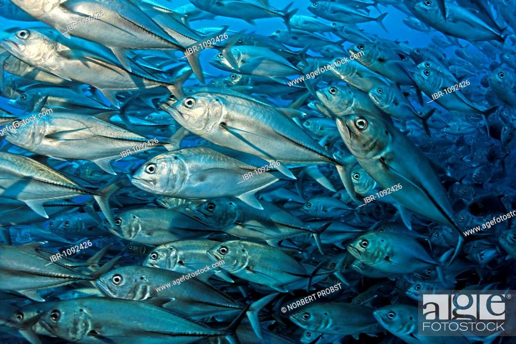 Stock Photo: Shoal of Bigeye trevallies (Caranx sexfasciatus), blue water, Cocos Island, Costa Rica, Central America, Pacific.