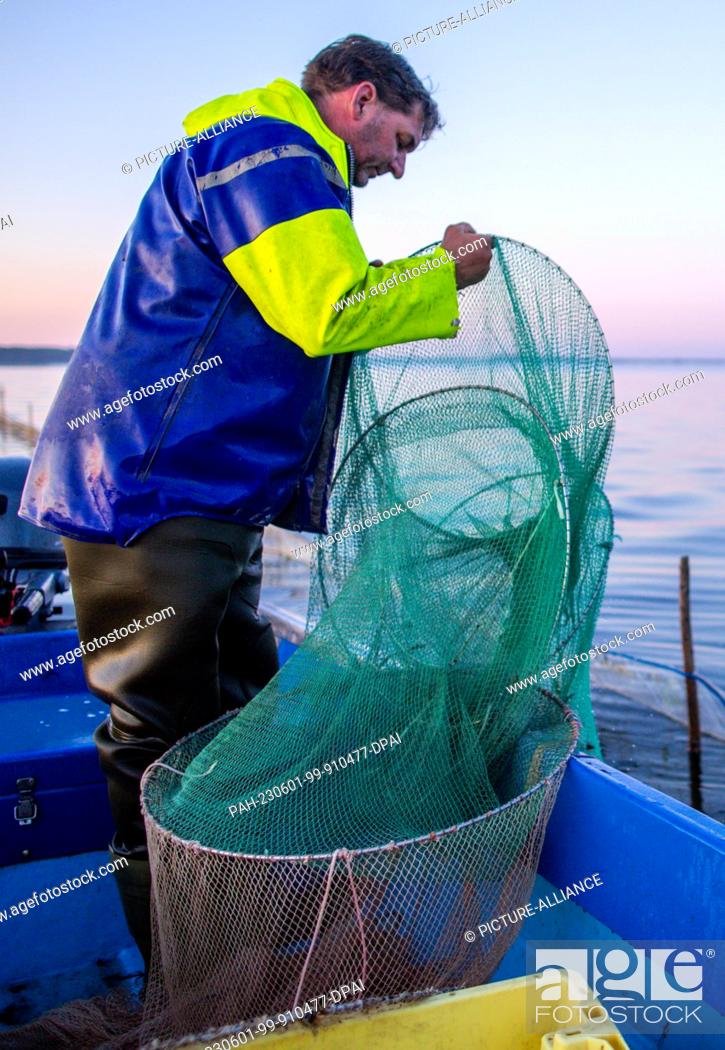 Stock Photo: PRODUCTION - 31 May 2023, Mecklenburg-Western Pomerania, Rerik: Fisherman Maik Never empties the trap nets with the freshly caught Baltic Sea crabs at sunrise.