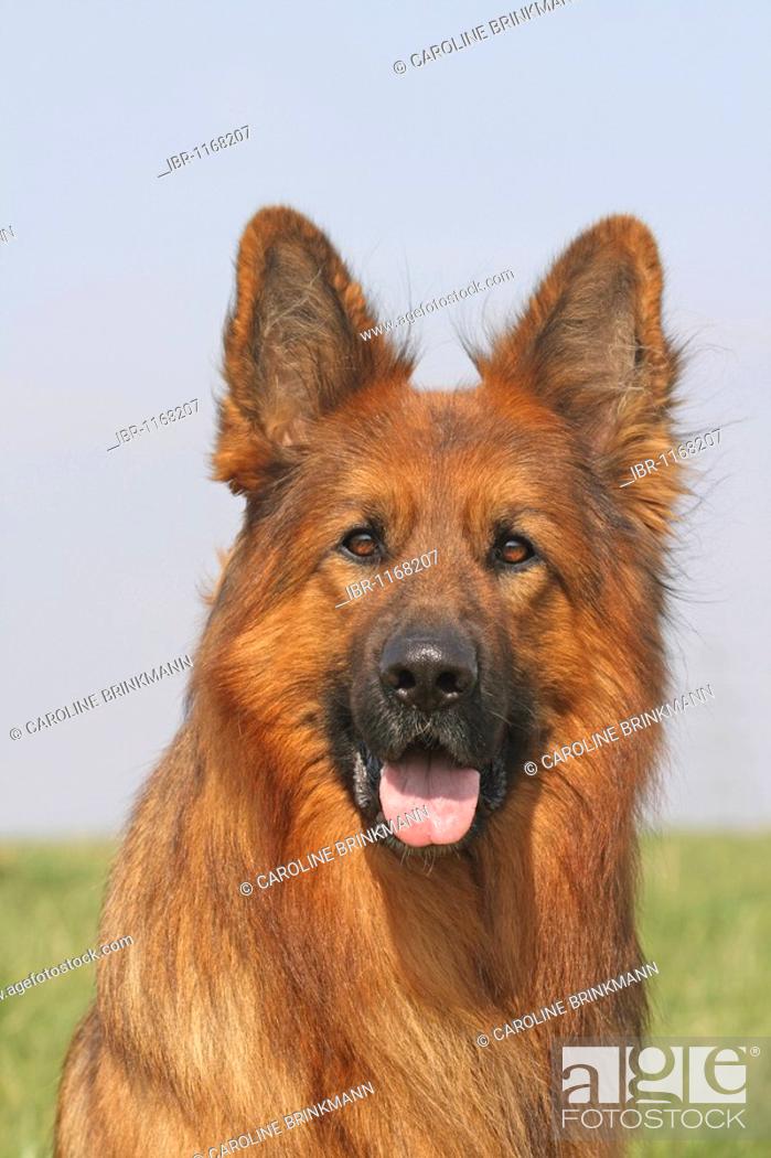 Long-haired German Shepherd, male, 3 years, portrait, Stock Photo, Picture  And Rights Managed Image. Pic. IBR-1168207 | agefotostock