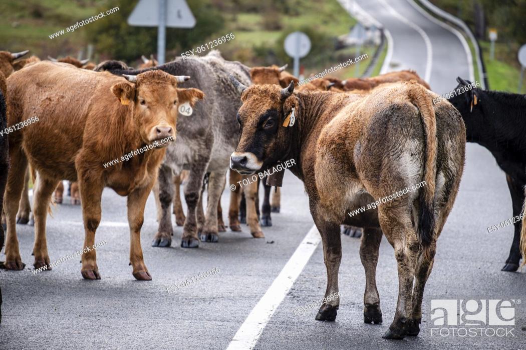 Imagen: herd of cows blocking the road, Mata de Hoz , municipio de Valdeolea , Cantabria, Spain.