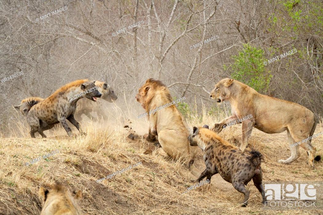 Stock Photo: Spotted hyenas, Crocuta crocuta, attacking a pride of lions, Panthera leo.
