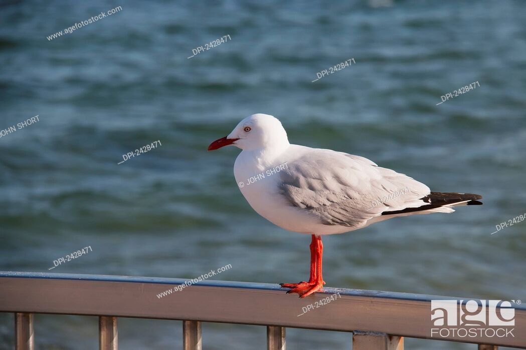Stock Photo: Bird perched on a railing at the water's edge; Brisbane, Queensland, Australia.