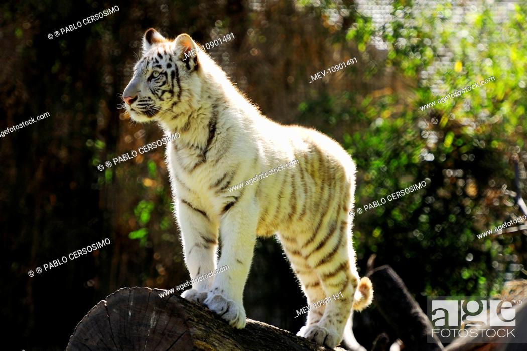White Tiger (Panthera tigris). cub - Buenos Aires Zoo, Argentina, South  America, Stock Photo, Picture And Rights Managed Image. Pic. MEV-10901491 |  agefotostock