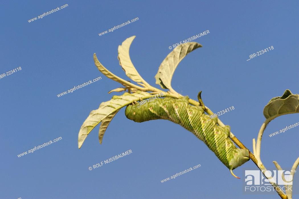 Stock Photo: Carolina Sphinx (Manduca sexta), caterpillar on plant, Dinero, Lake Corpus Christi, South Texas, USA.