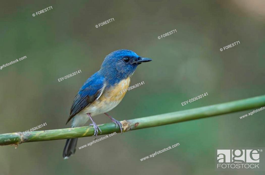 Imagen: Blue-throated Blue Flycatcher (Cyornis rubeculoides) on a branch in nature Thailand.