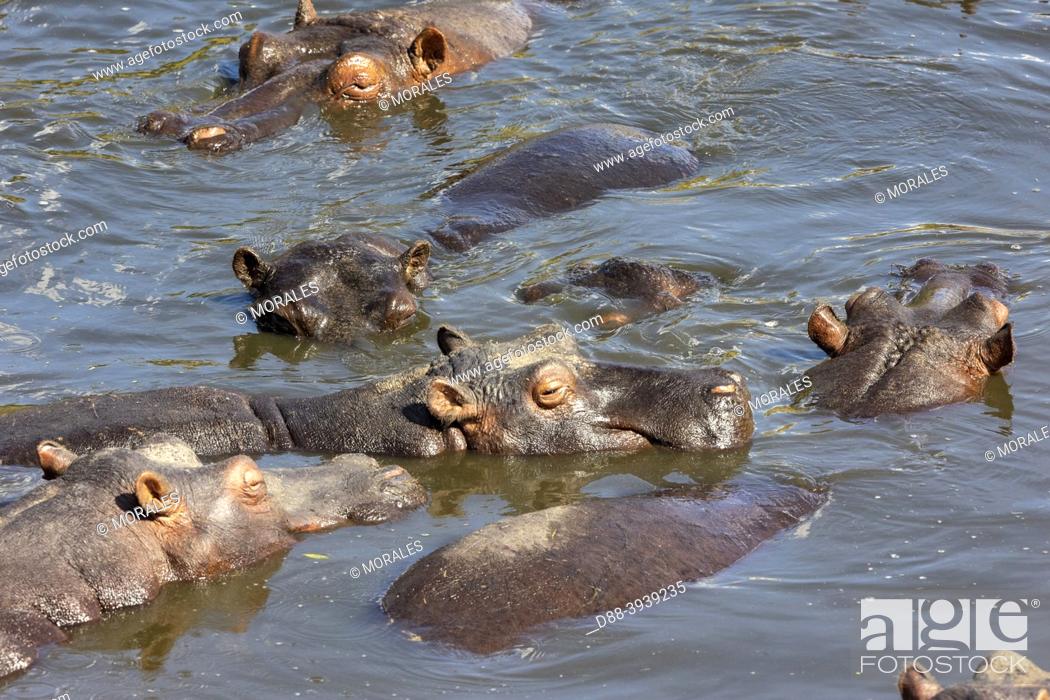 Imagen: Africa, East Africa, Kenya, Masai Mara National Reserve, National Park, Common Hippo in the water.