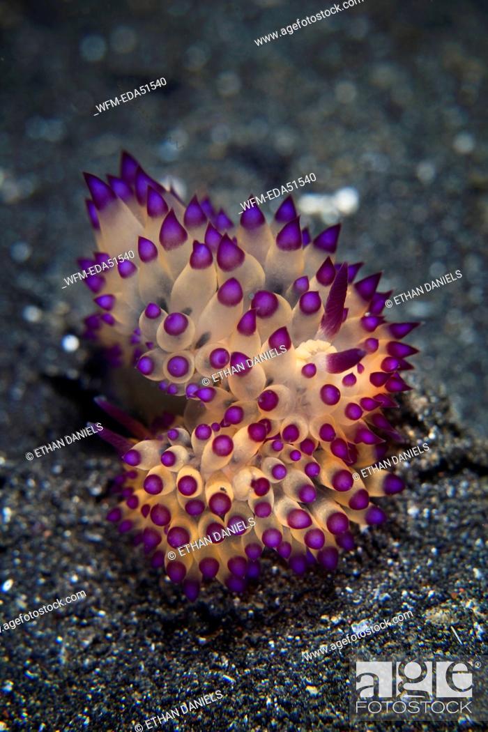Stock Photo: Pair of Purple Nudibranch mating, Janolus sp., Lembeh Strait, Sulawesi, Indonesia.
