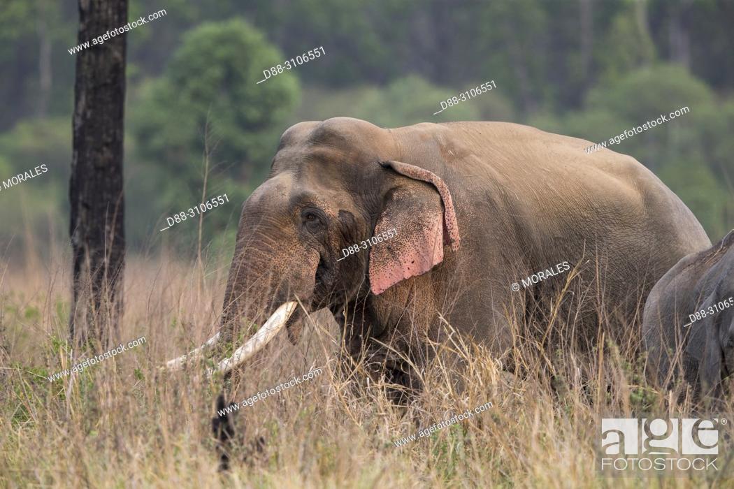 Photo de stock: Asia, India, Uttarakhand, Jim Corbett National Park, Asian or Asiatic elephant (Elephas maximus), one animal in the grassland.