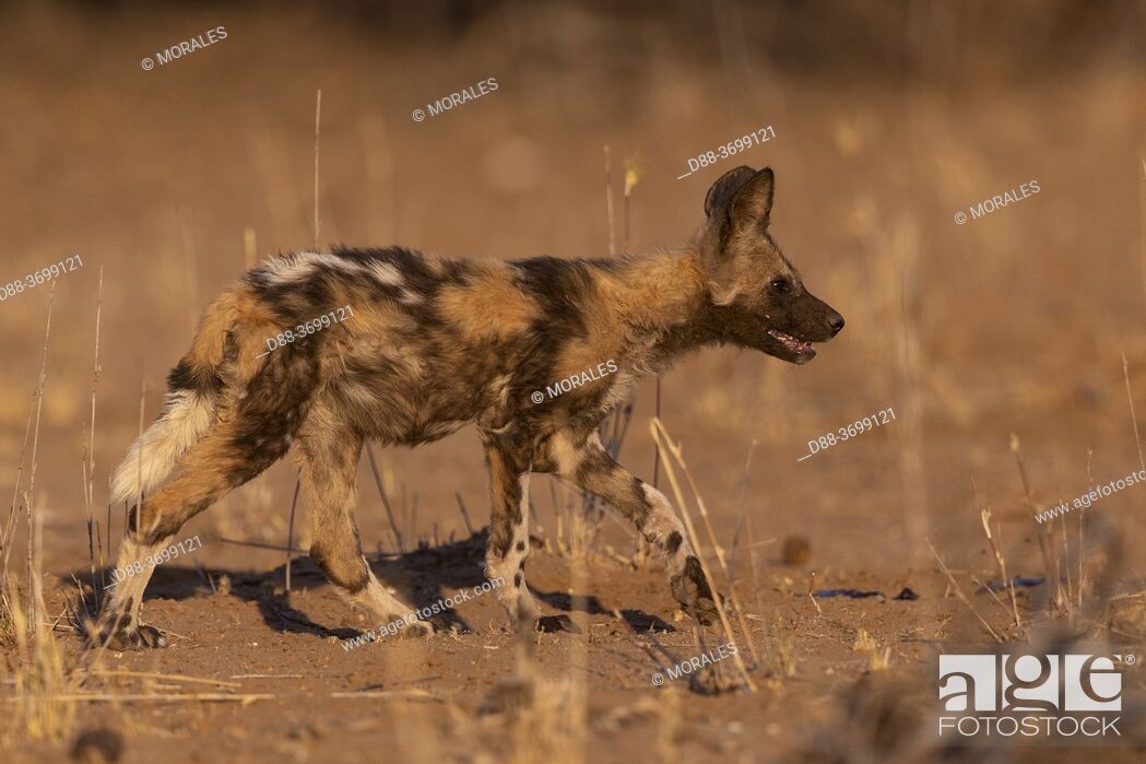 Stock Photo: Africa, Namibia, Private reserve, African wild dog or African hunting dog or African painted dog (Lycaon pictus), group of youngs, captive.