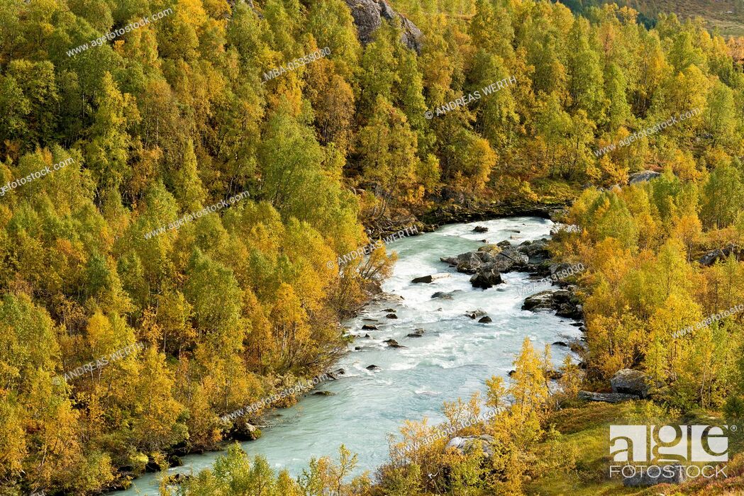 Stock Photo: Austerdalen, valley shaped from glacier Austerdalsbre, tongue of Jostedalsbre, autum, birch trees, indian summer, valley Austerdalen, Sogn of Fjordane, Norway.