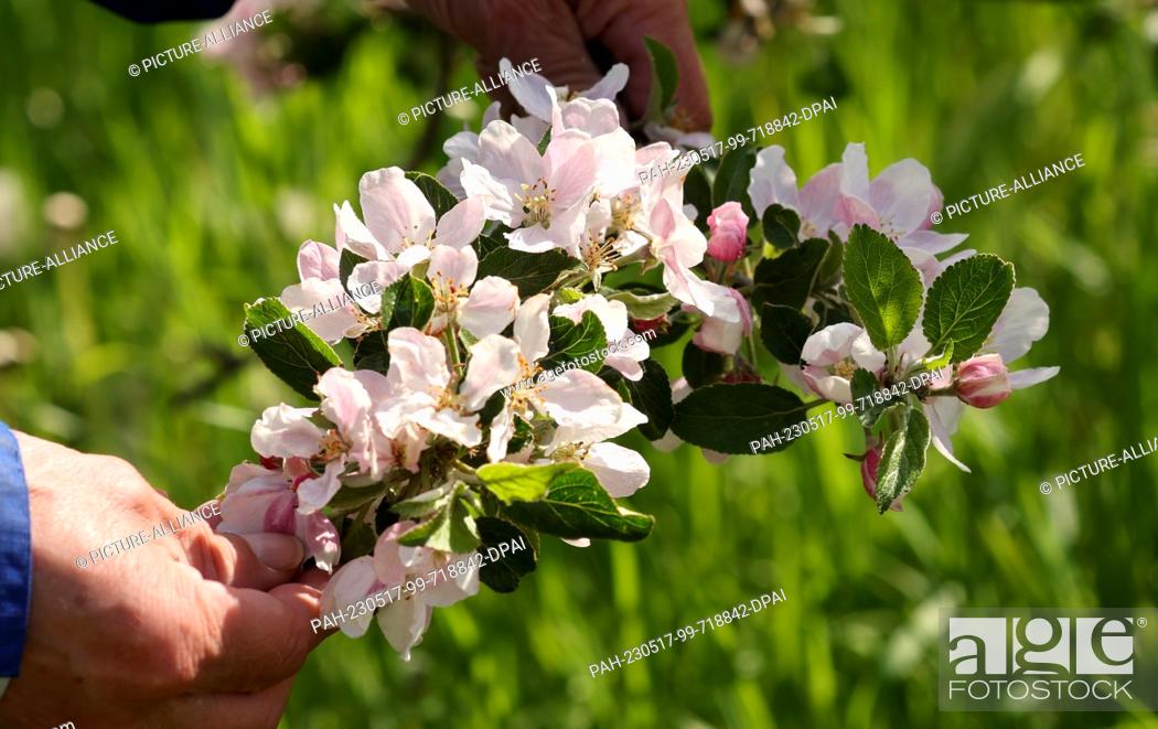 Stock Photo: PRODUCTION - 16 May 2023, Mecklenburg-Western Pomerania, Gnoien: Steffen Schönemeyer shows a branch of a blossoming apple tree at his fruit farm.