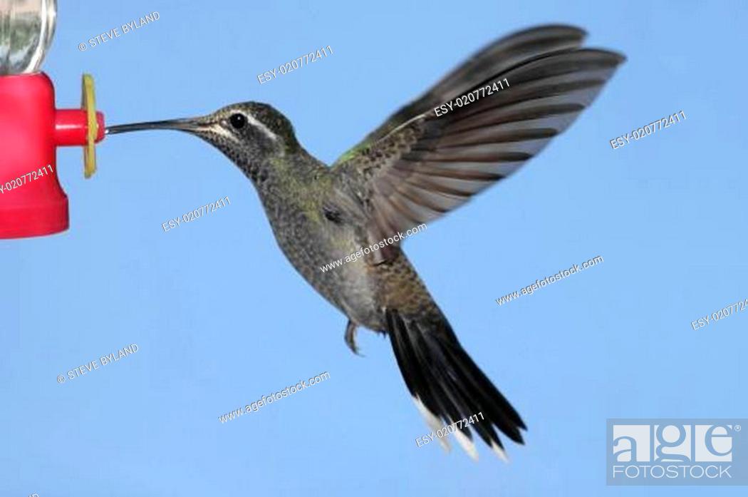 Stock Photo: Blue-throated Hummingbird (Lampornis clemenciae).