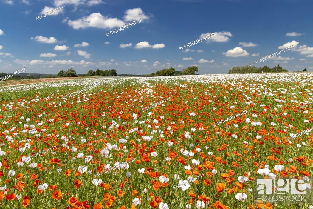 Imagen: Poppy field, Vysoocina near Zdar nad Sazavou, Czech Republic.