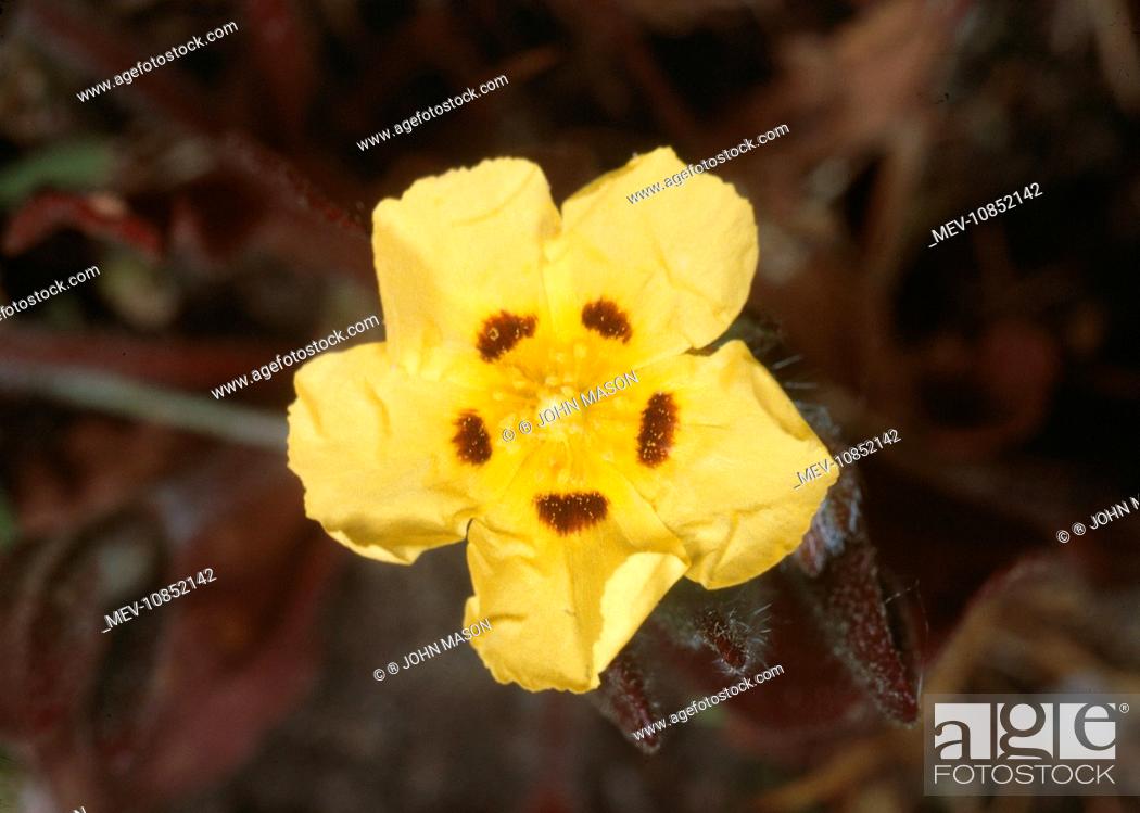 Stock Photo: Spotted Rockrose (Tuberaria guttata). Jersey.