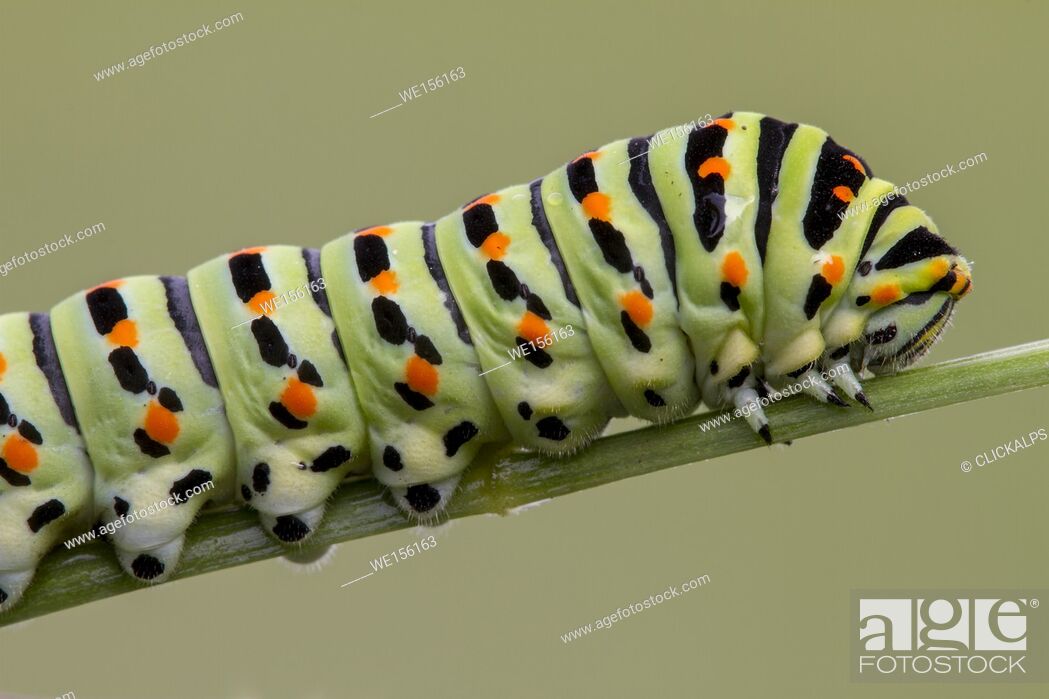 Stock Photo: Detail of Papilio Machaon caterpillar. Lombardy, Italy.