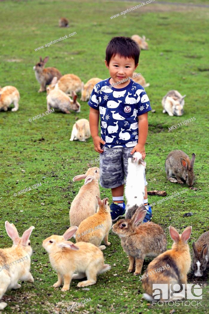 The Rabbits of Okunoshima known as Rabbit Island in Japan which roam wild  on a small island with no..., Stock Photo, Picture And Rights Managed  Image. Pic. MEV-11109315 | agefotostock